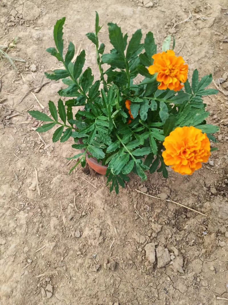 孔雀草山东青州孔雀草，规格齐全颜色多，基地直销，一手货源