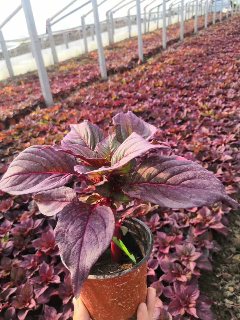 一枝笔又叫鸡冠花山东青州鸡冠花基地直销各种品种鸡冠花都有