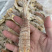 熟冻皮皮虾虾爬子濑尿虾量大价优一手直批