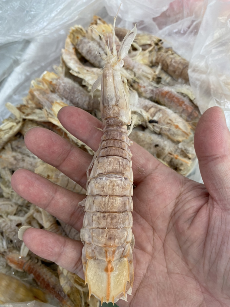 熟冻皮皮虾虾爬子濑尿虾量大价优一手直批