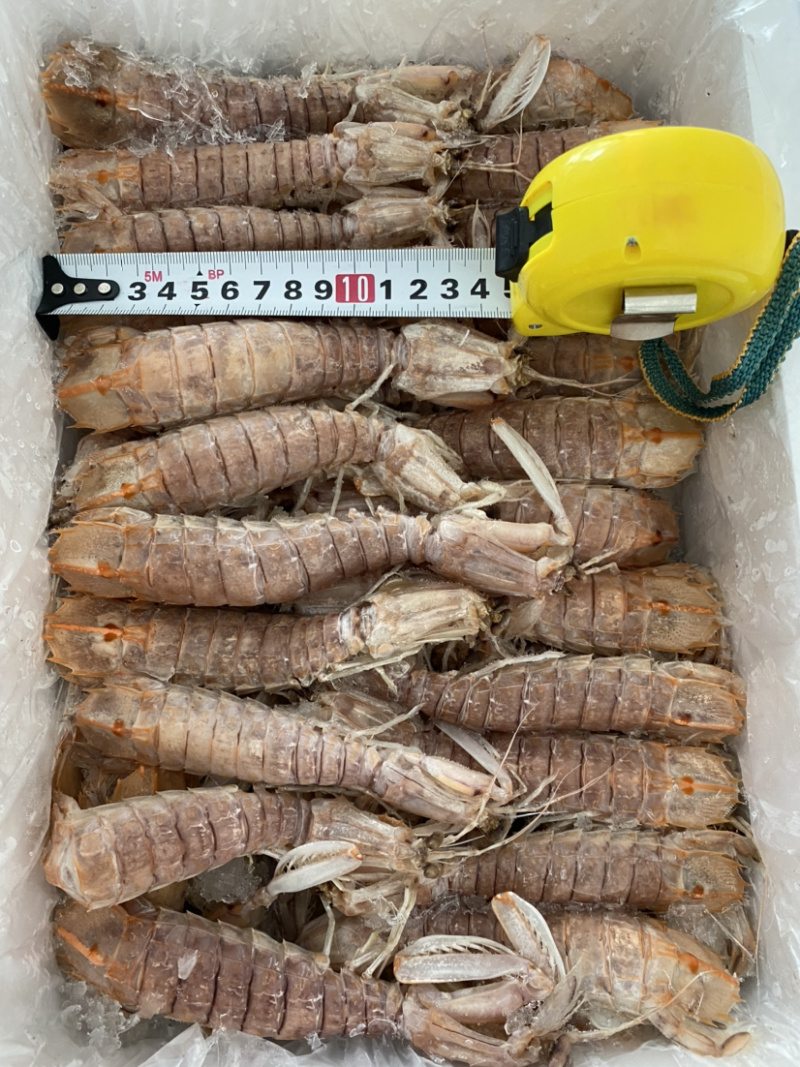 熟冻皮皮虾虾爬子濑尿虾量大价优一手直批