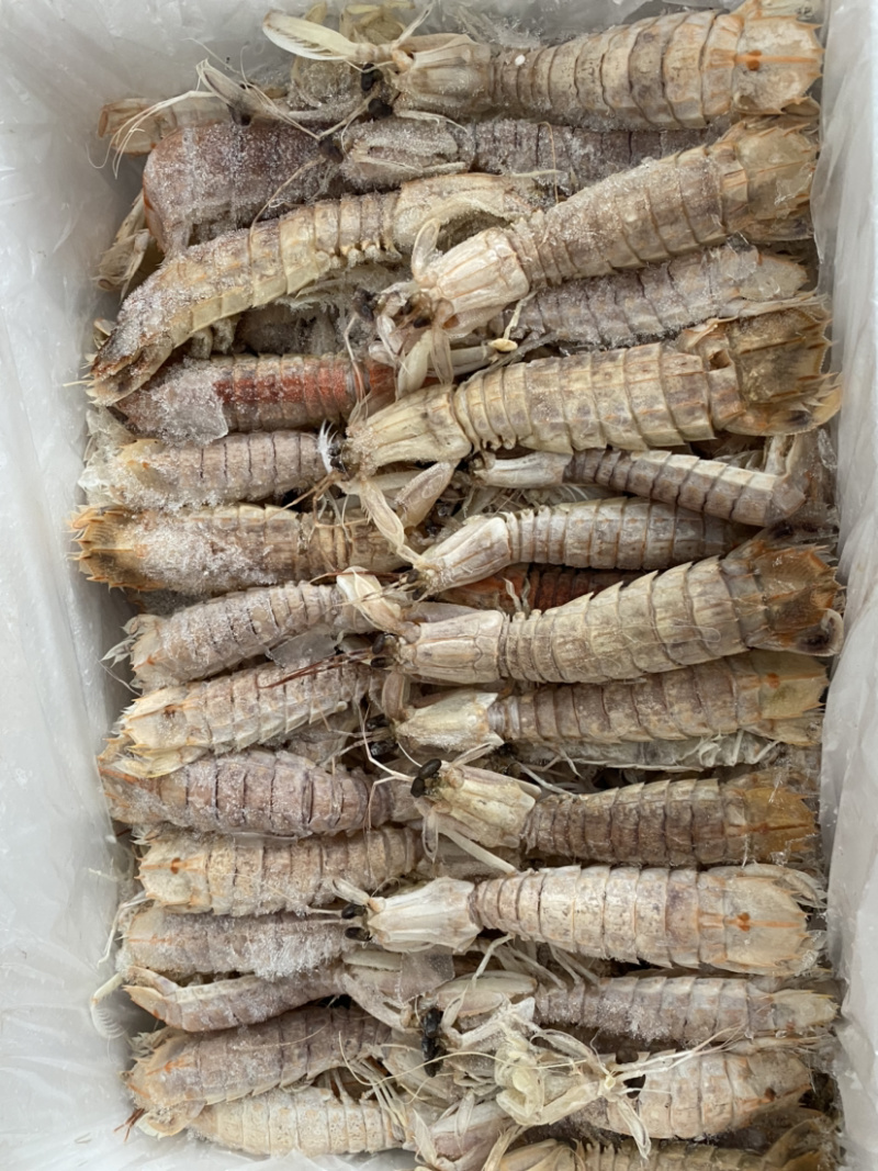 熟冻皮皮虾虾爬子濑尿虾量大价优一手直批