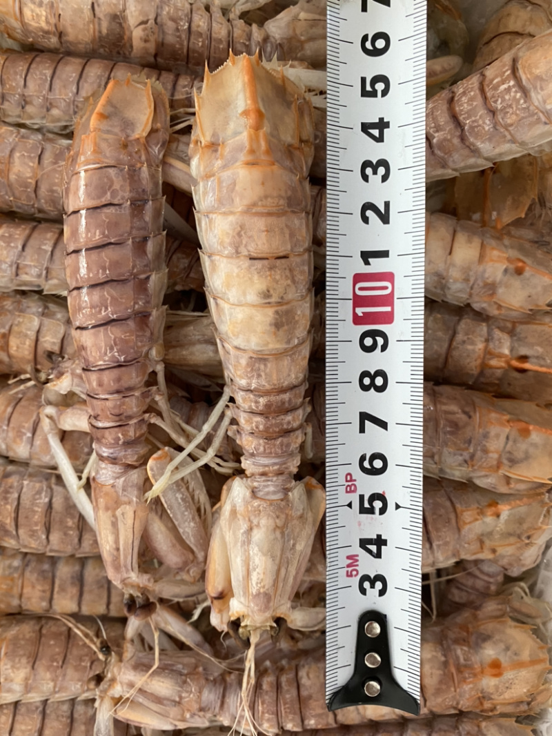 熟冻皮皮虾虾爬子濑尿虾量大价优一手直批