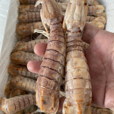 熟冻皮皮虾虾爬子濑尿虾量大价优一手直批