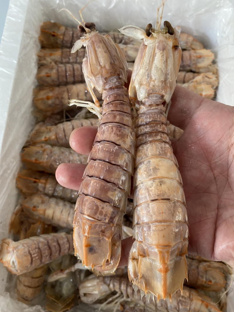 熟冻皮皮虾虾爬子濑尿虾量大价优一手直批