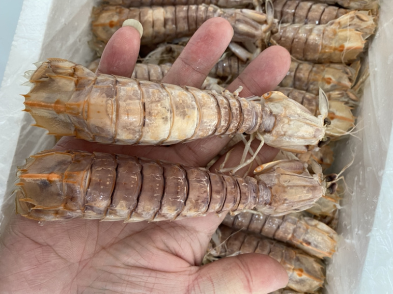 熟冻皮皮虾虾爬子濑尿虾量大价优一手直批