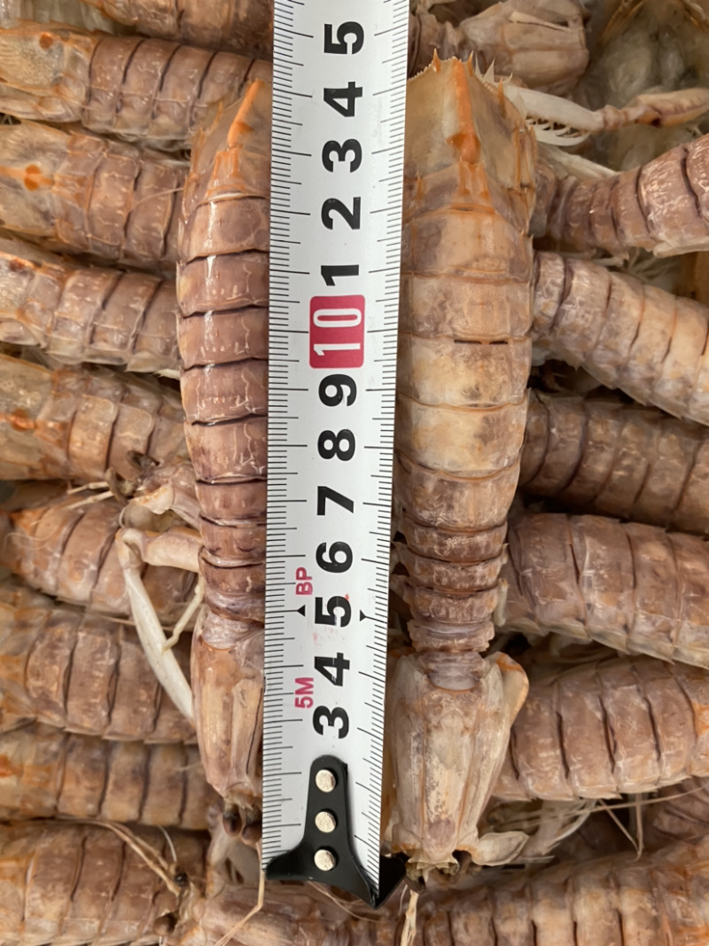 熟冻皮皮虾虾爬子濑尿虾量大价优一手直批