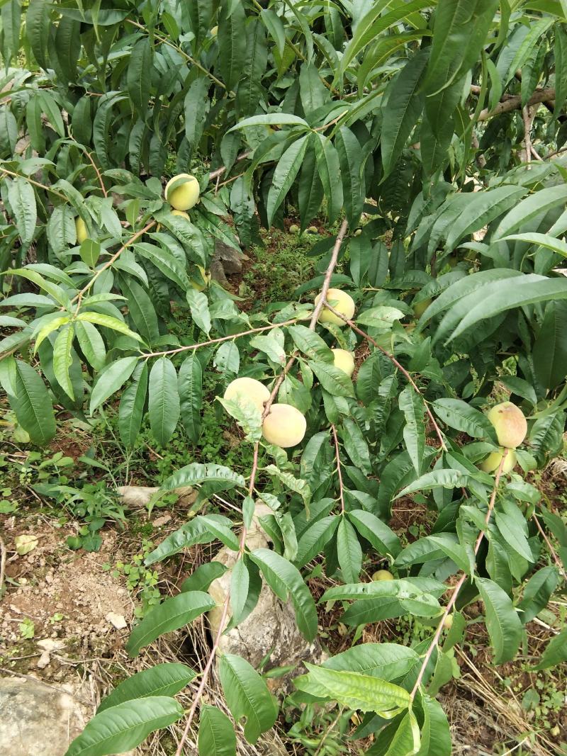 鲜桃