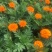 精品孔雀草孔雀草批发基地直供孔雀草花镜花坛花海租摆