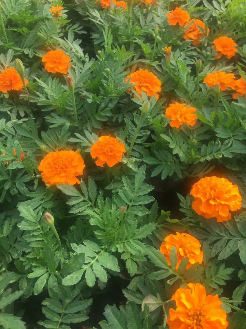 精品孔雀草孔雀草批发基地直供孔雀草花镜花坛花海租摆