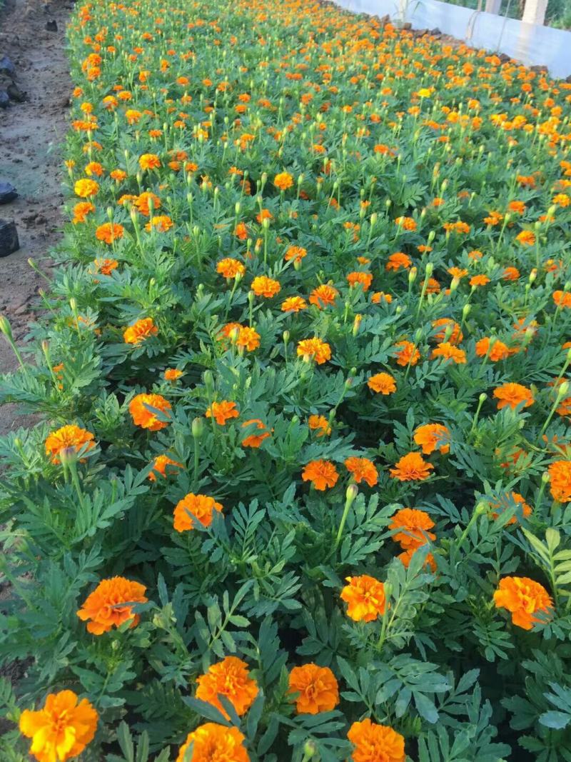 精品孔雀草孔雀草批发基地直供孔雀草花镜花坛花海租摆