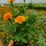 精品孔雀草孔雀草批发基地直供孔雀草花镜花坛花海租摆