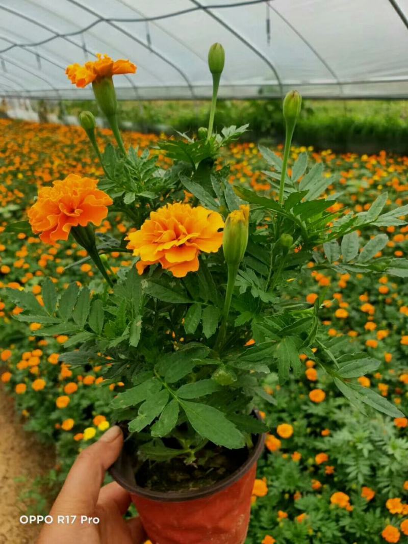 精品孔雀草孔雀草批发基地直供孔雀草花镜花坛花海租摆