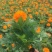精品孔雀草孔雀草批发基地直供孔雀草花镜花坛花海租摆