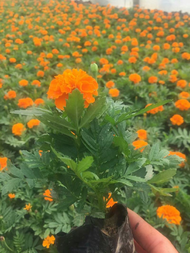 精品孔雀草孔雀草批发基地直供孔雀草花镜花坛花海租摆
