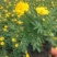 精品孔雀草孔雀草批发基地直供孔雀草花镜花坛花海租摆