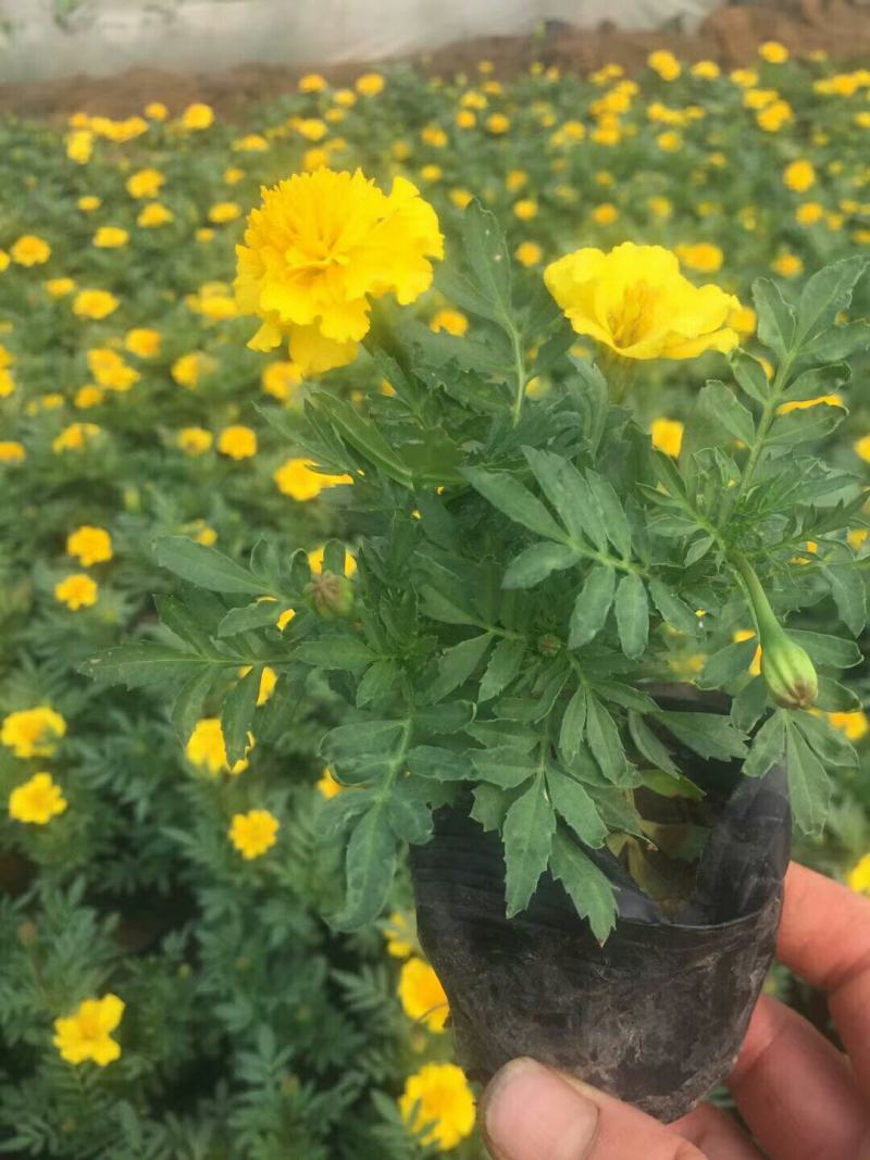 精品孔雀草孔雀草批发基地直供孔雀草花镜花坛花海租摆