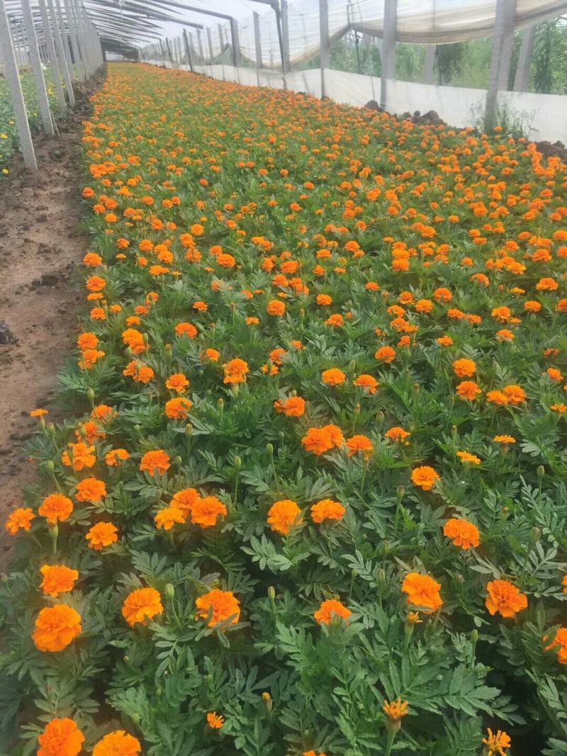 精品孔雀草孔雀草批发基地直供孔雀草花镜花坛花海租摆