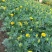 精品孔雀草孔雀草批发基地直供孔雀草花镜花坛花海租摆