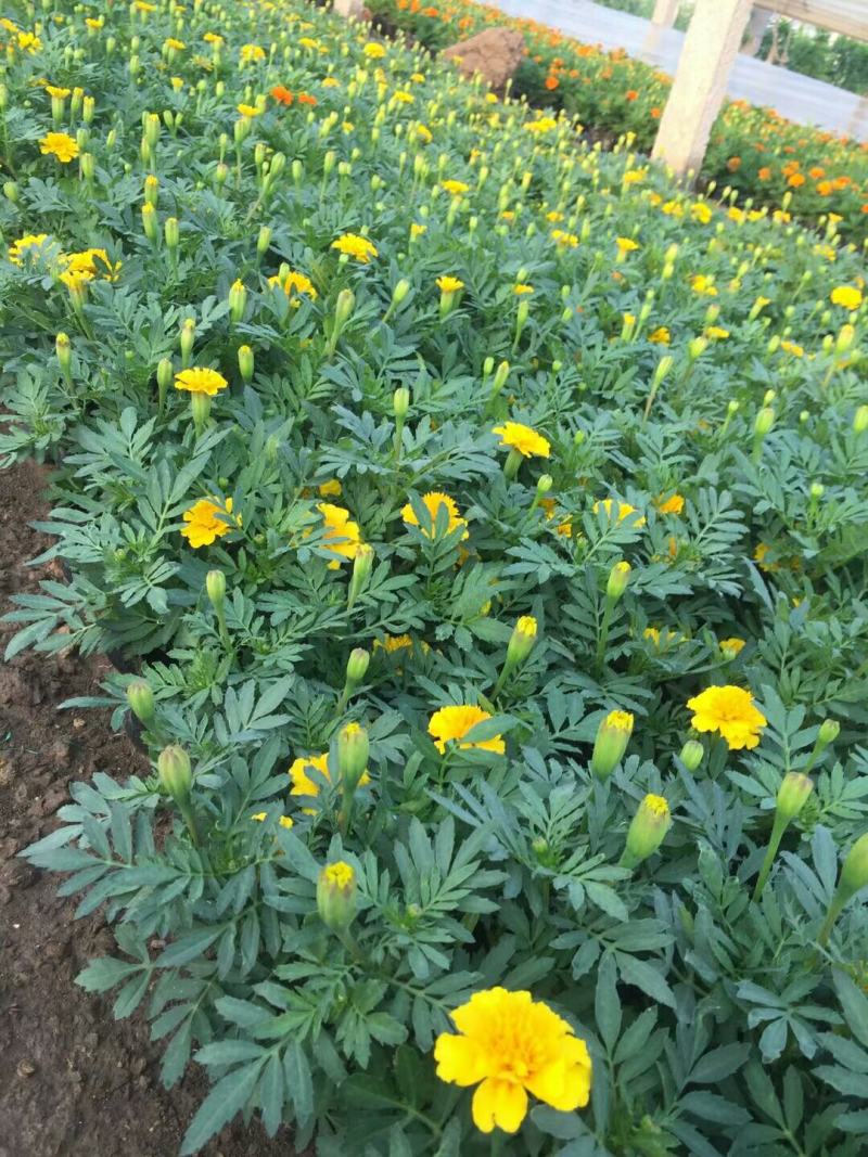 精品孔雀草孔雀草批发基地直供孔雀草花镜花坛花海租摆