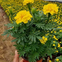 精品孔雀草孔雀草批发基地直供孔雀草花镜花坛花海租摆