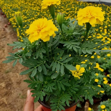 精品孔雀草孔雀草批发基地直供孔雀草花镜花坛花海租摆