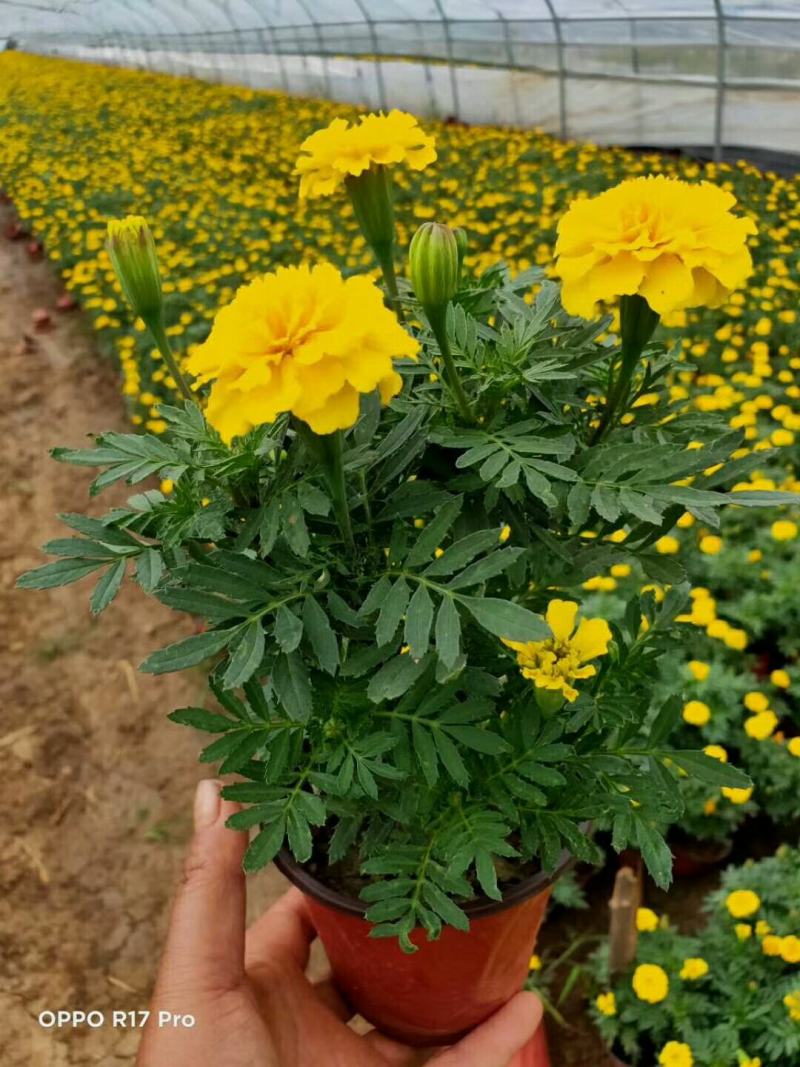 精品孔雀草孔雀草批发基地直供孔雀草花镜花坛花海租摆