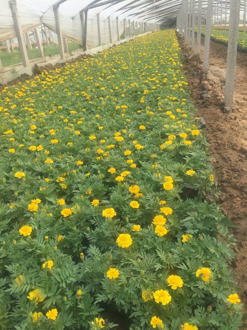 精品孔雀草孔雀草批发基地直供孔雀草花镜花坛花海租摆