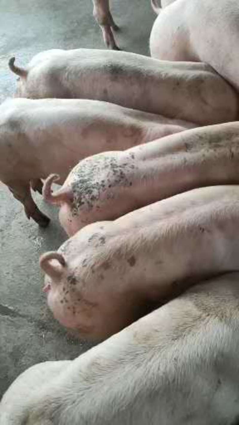 三元仔猪山东仔猪常年出售20~30斤优质猪苗品种纯正量大从优