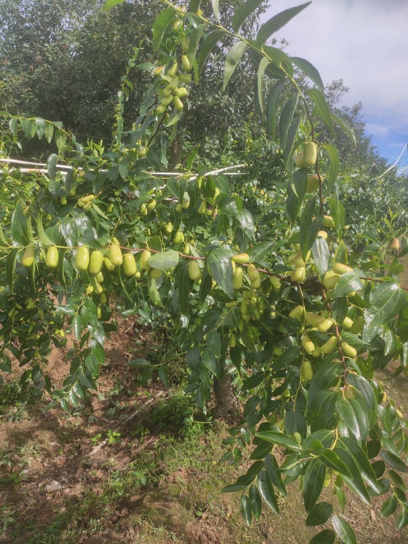贵妃枣大量上市中新鲜贵妃枣量大从优