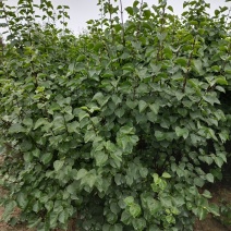 丁香，紫丁香大量直销中(紫花丁香丛生.独杆)