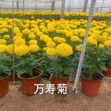 万寿菊山东青州万寿菊基地直销一手货源质量保证提供技术指导