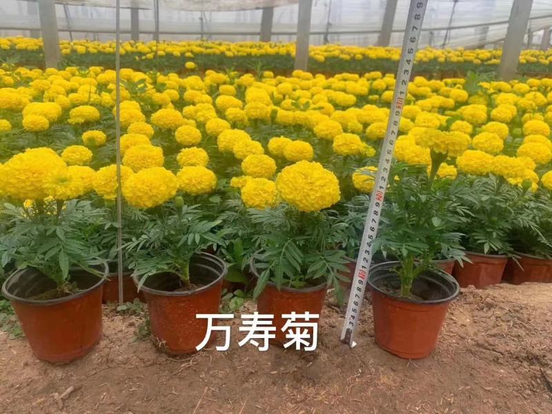 万寿菊山东青州万寿菊基地直销一手货源质量保证提供技术指导