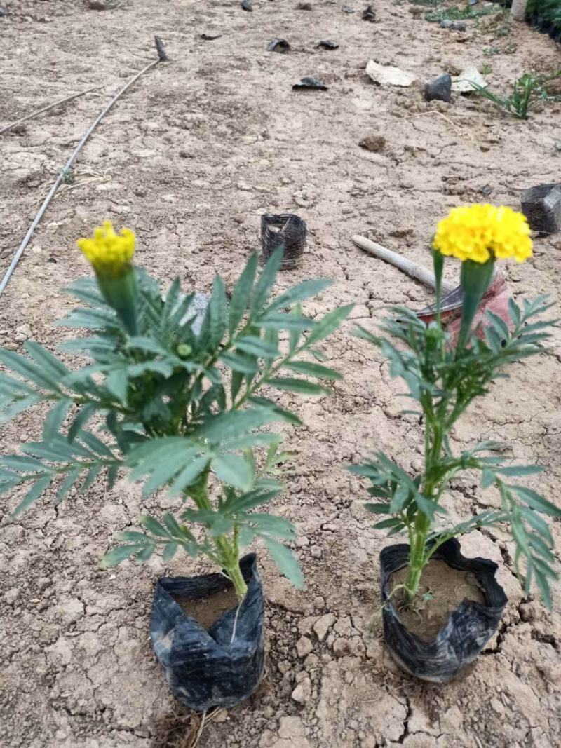万寿菊山东青州万寿菊基地直销一手货源质量保证提供技术指导