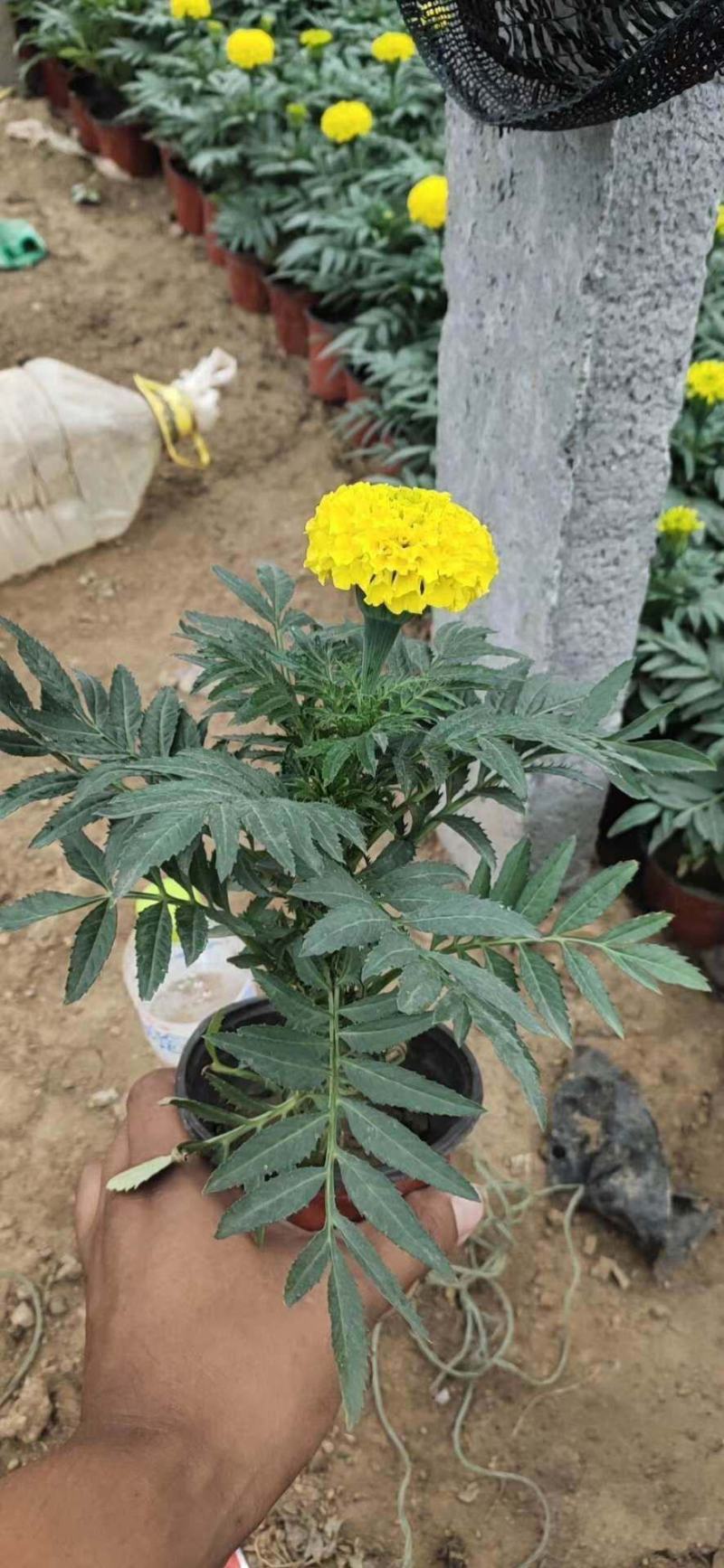 万寿菊山东青州万寿菊基地直销一手货源质量保证提供技术指导