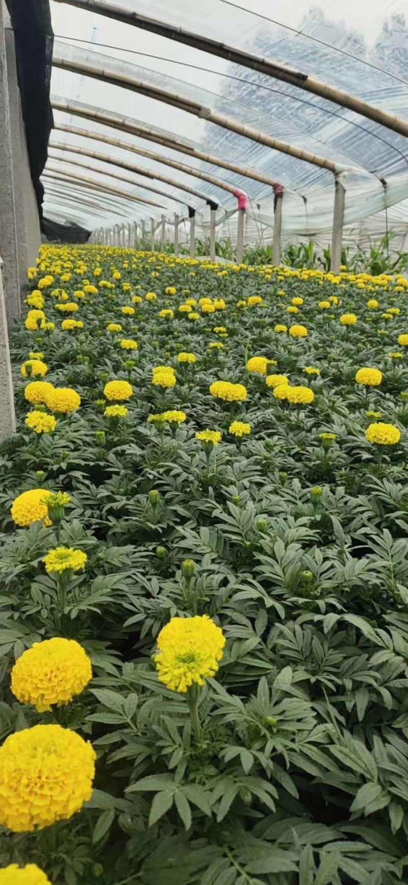 万寿菊山东青州万寿菊基地直销一手货源质量保证提供技术指导