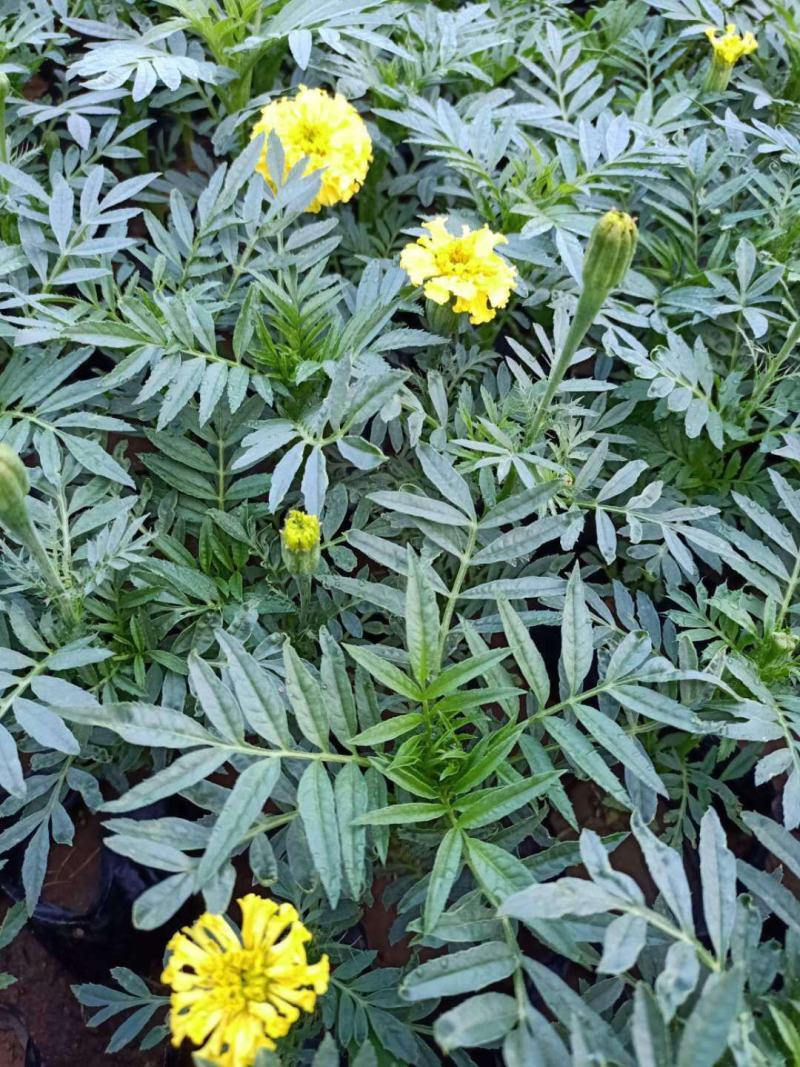 万寿菊山东青州万寿菊基地直销一手货源质量保证提供技术指导