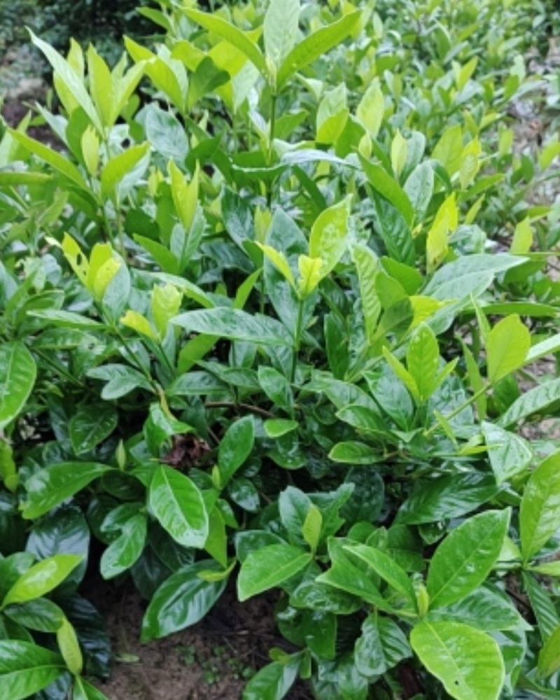 栀子花，栀子花球(丛生栀子花.小叶栀子花)大量出售