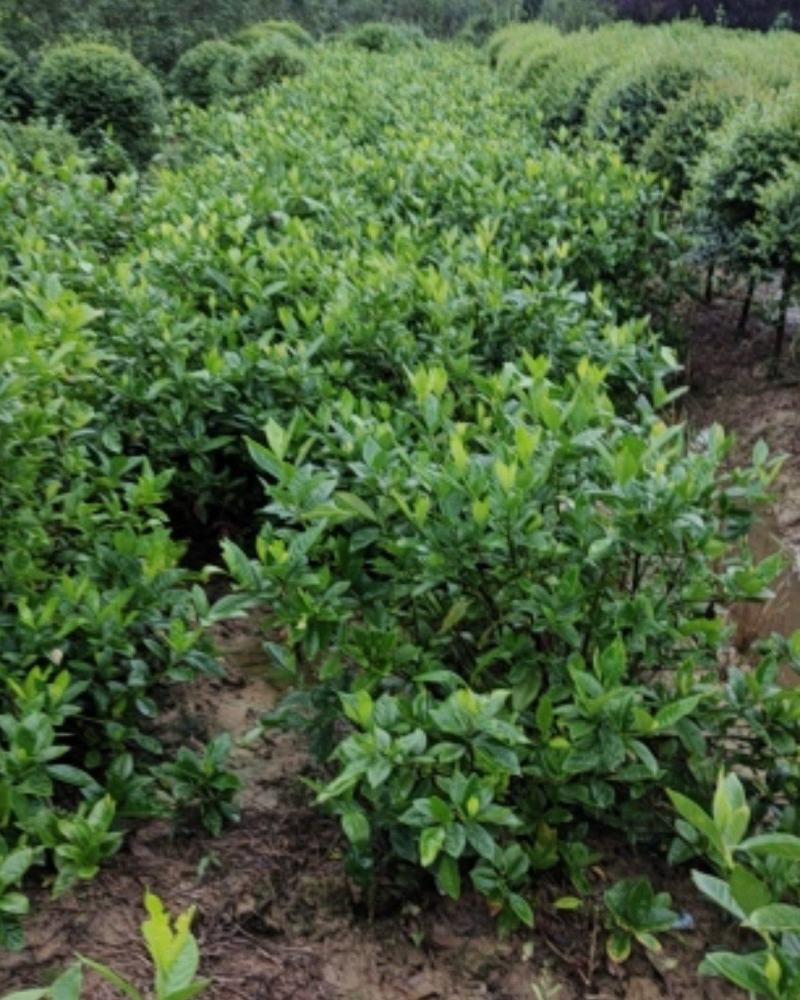 栀子花，栀子花球(丛生栀子花.小叶栀子花)大量出售