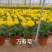 万寿菊山东青州万寿菊基地直销一手货源质量保证提供技术指导