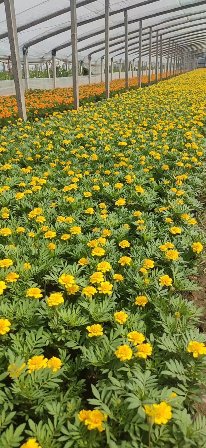 万寿菊山东青州万寿菊基地直销一手货源质量保证提供技术指导