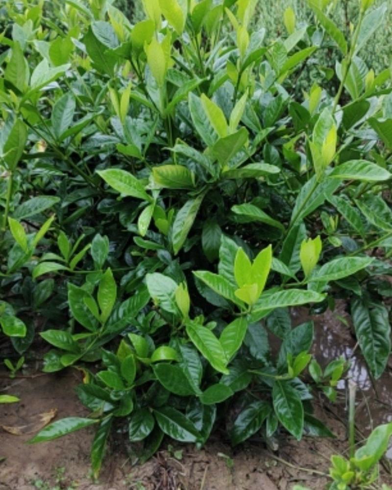 栀子花，栀子花球(丛生栀子花.小叶栀子花)大量出售