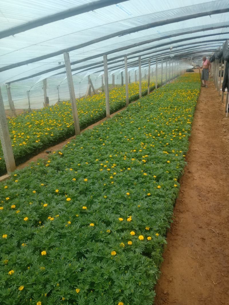 万寿菊山东青州万寿菊基地直销一手货源质量保证提供技术指导