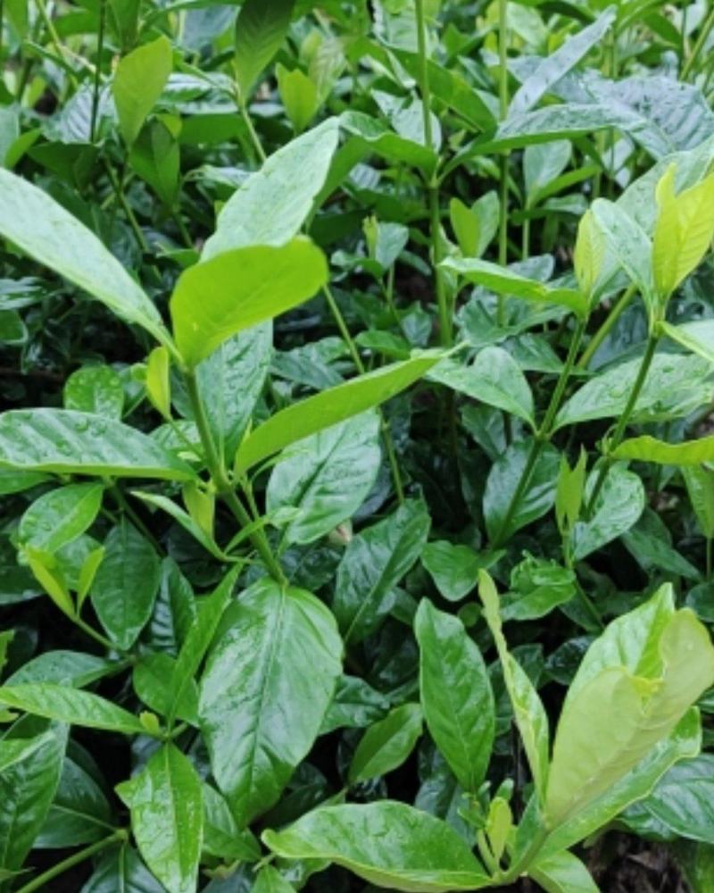 栀子花，栀子花球(丛生栀子花.小叶栀子花)大量出售