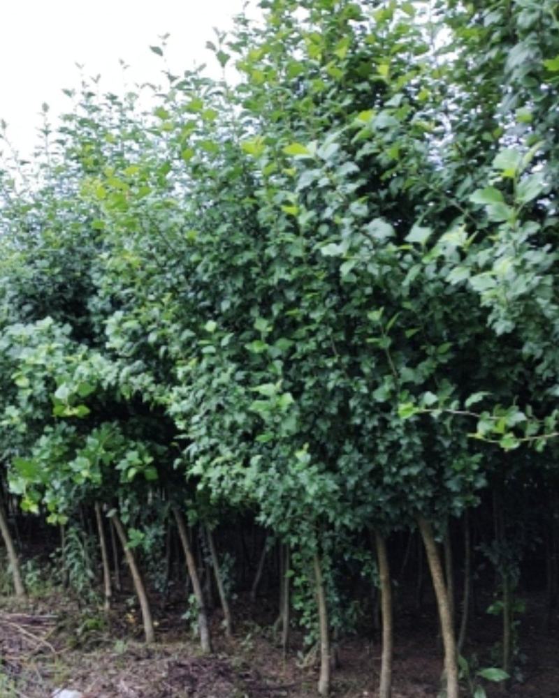 木槿，独杆木槿，丛生木槿常年低价大量销售