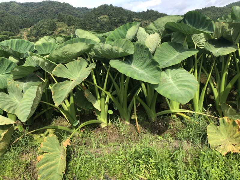 槟榔芋