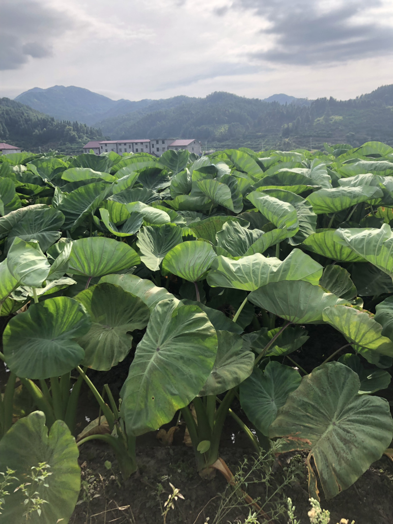 槟榔芋