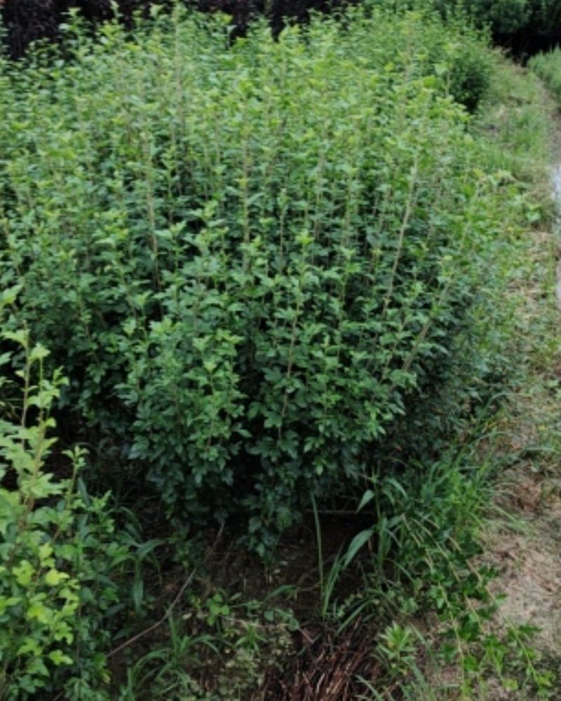 木槿，独杆木槿，丛生木槿常年低价大量销售