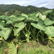 槟榔芋