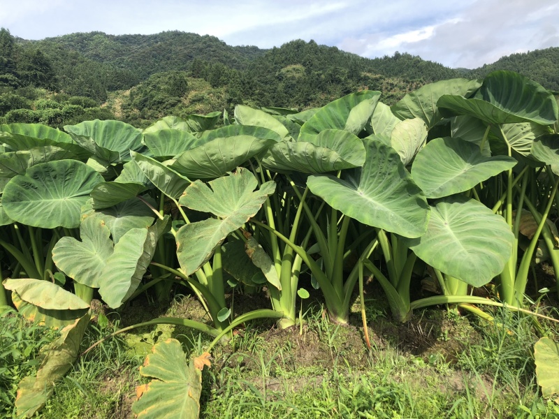 槟榔芋